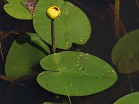 Bullhead Pond-Lily